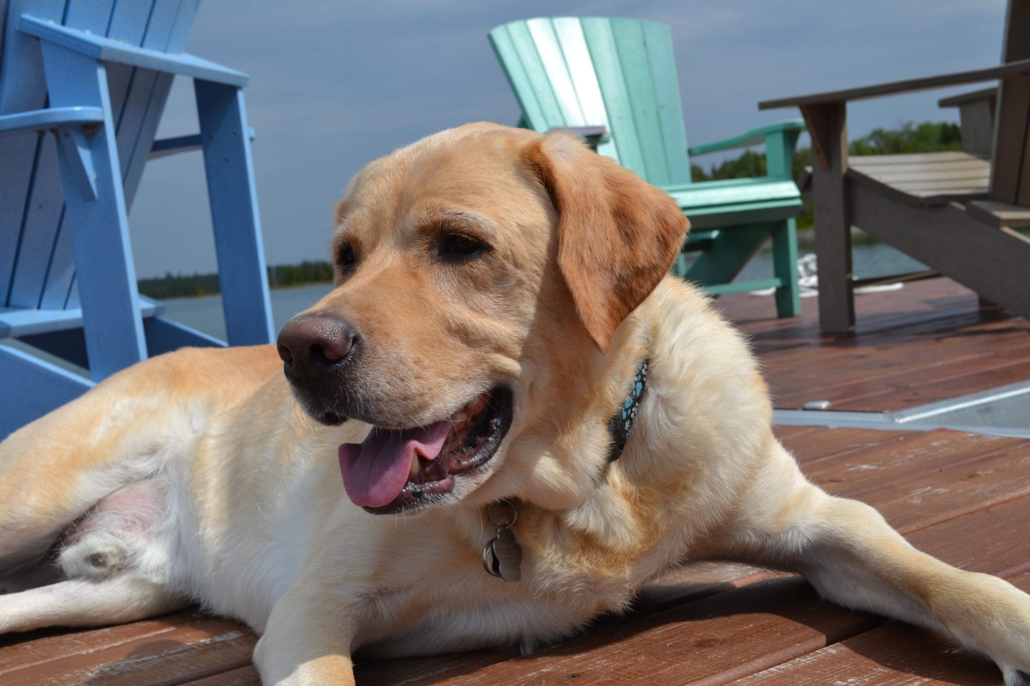 Summer Safety Tips for Pets