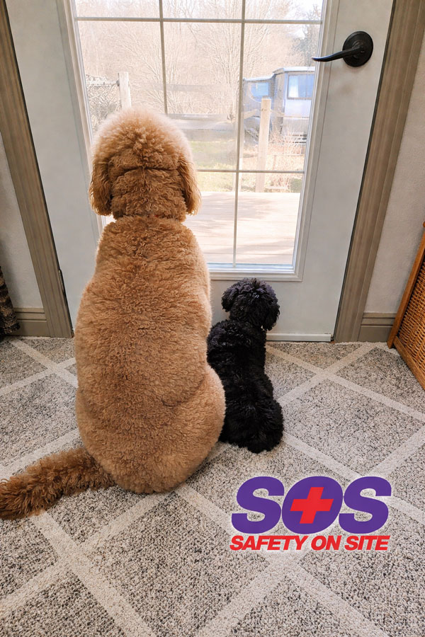 Two dogs sitting by a glass door looking outside, with SOS Safety on Site logo, representing pet safety awareness and pet first aid training.