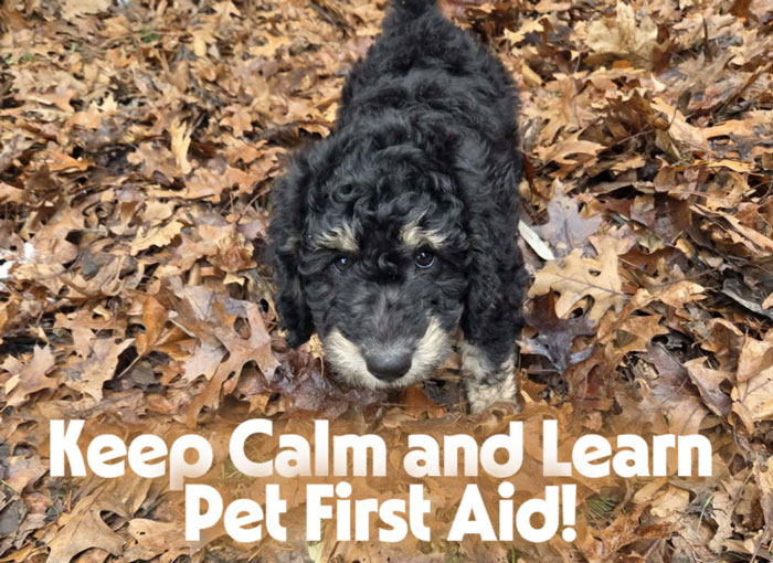 Cute puppy standing on autumn leaves with text “Keep Calm and Learn Pet First Aid,” promoting pet first aid training and animal safety awareness.